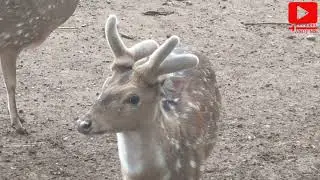 Tanduk Rusa