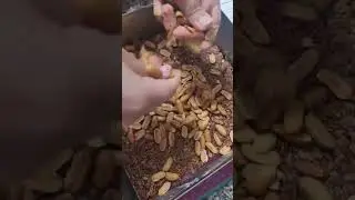 סניקרס ביתי