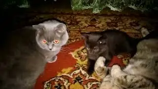 мои любимые кошки и кот
