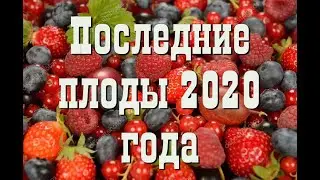 Последние плоды 2020 года