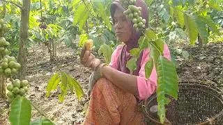 lelah muter kawo banyak.../.panen kopi sumatra