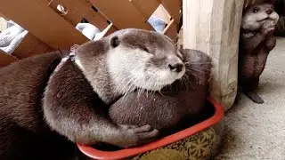 Otter Aty who loves Noro Lodge too much, finally get a site for himself [Otter life Day 271]