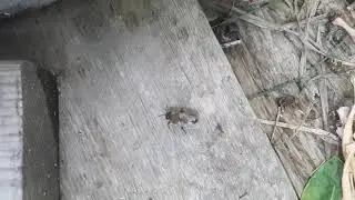 Drone Bee EXPLOSION @ Miss Bee Havens Apiary