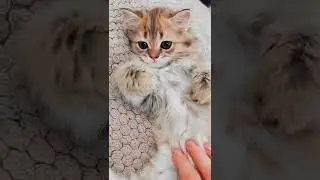 Чей малыш-мурчало? 💝 в питомнике есть свободные шотландские котята 😺т. 89033443877 #забавныеживотные