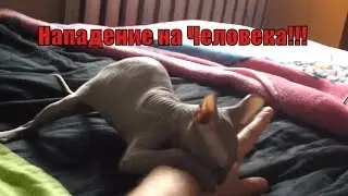 Сфинкс напал на человека Sphynx attacked a human