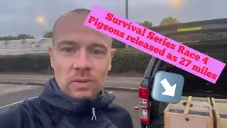 Survival Series Race 4 - Pigeons released at 27 miles