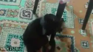 Кошка катается на попе
