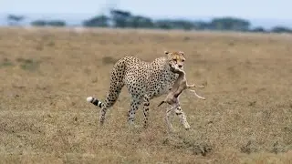 Cheetah Hunting Baby Gazelle In The Wild