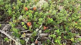 Нашествие подосиновиков =) #forest #mushrooms #грибы #подосиновики #лес #янао