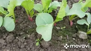 ЖИВЕМ В ДЕРЕВНЕ./ БЕЛАРУСЬ./Жара сменилась Снегом! Я и не скрываю!😁😁😁