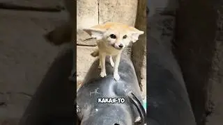 Это не щенок и не лиса! 🤔🥹 