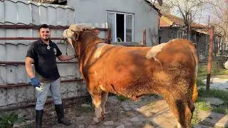 CHAMPIONS LEAGUE / OUR SACRIFICIAL ANIMAL SALES HAVE STARTED 2026