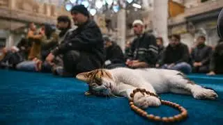 The Podium of Lies and Falsity ➤ Kukuev's Cat and the Woman with a Claim