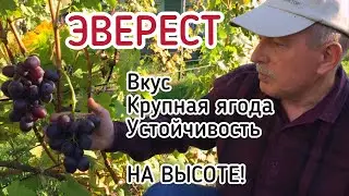 ЭВЕРЕСТ - достойная гибридная форма с отличным вкусом! (Беларусь, 2021)