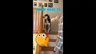 The friends never bear to grow up #1 - Funny Dogs - Funny animal - Laugh more TG