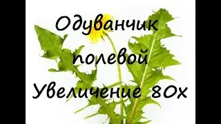 Одуванчик полевой | Macro | Увеличение 80х