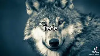 Волк не тот кто волк а тот кто волк