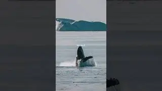 There are THOUSANDS of whales in ANTARCTICA! 🇦🇶
