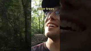 The Matapalos Killer Tree