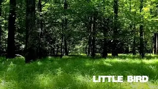 Mflex Sounds - Little Bird Italo Disco