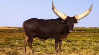 Watusi Cattle | Primal Adaptable Efficient