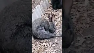 кролики в вольере