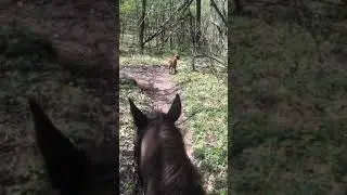 Trail ride with dogs