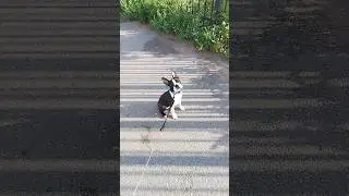 ПЕРВАЯ ПРОГУЛКА)