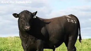 2022 Bull Sale