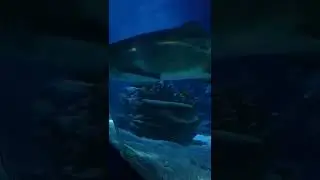 Аквариум. Стамбул. Огромная белая акула