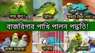 বাজরিগার পাখি পালন পদ্ধতি ২০২৬ | পাখির যত্ন পরিচর্যা ও খাবার | বাজরিগার পাখির দাম | Pakhi Palon