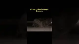Escogiendo donde tomar una siesta#cat