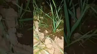 #farming