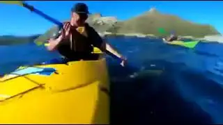 Тюлень дал леща осьминога 🐙 😀😀😀