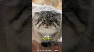 Pallas's Cat | The Grumpiest Cat On Earth