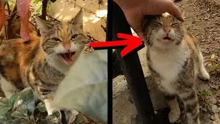 Taming an angry mother cat in just two minutes