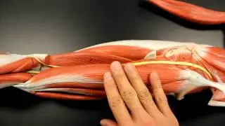 MUSCULAR SYSTEM ANATOMY: Posterior thigh region muscles model description. Somso