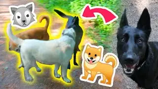 Hunde  ohne Leine 🐺 Spaziergang im Wald 🐶🐾 Hundebegegnungen🎬