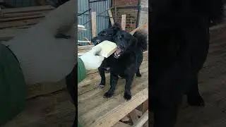 сиамские близнецы