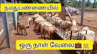 செம்மறி ஆடுகளுக்கு ஒரு நாளைக்கு எவ்வளவு வேலை இருக்கு னு நீங்களே பாருங்க