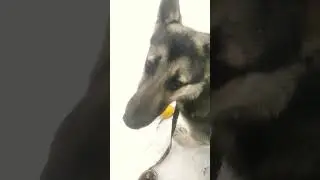 #вео