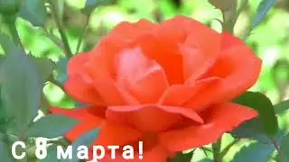 С 8 Марта!