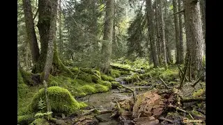 Сокольники  Сказки нашего леса