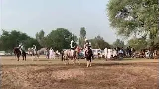 horse video | horse riding | horses status | short video | youtube shorts | horses videos #shorts