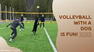 Volleyball with a dog is fun