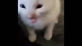 hi herbert, but he sings