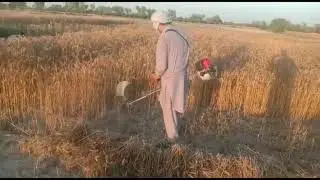 wheat cutting experience by sir gm