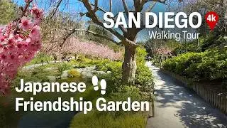 San Diego Balboa Park - Walk-Through Japanese Garden - Cherry Blossoms 🌸 