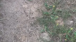 Война муравьёв