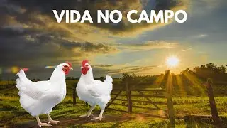 Você sabe como funciona uma Densidade de criação para frango de corte?